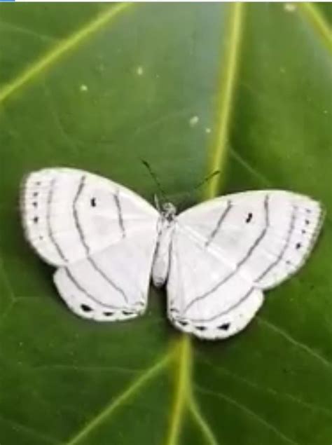 kupu kupu putih kecil masuk rumah siang hari