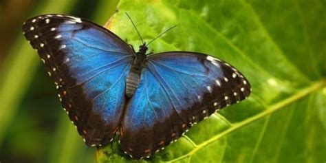 kupu kupu tercantik di dunia