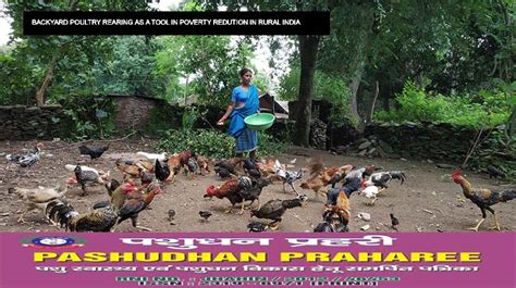 kuroiler chicken farming pdf