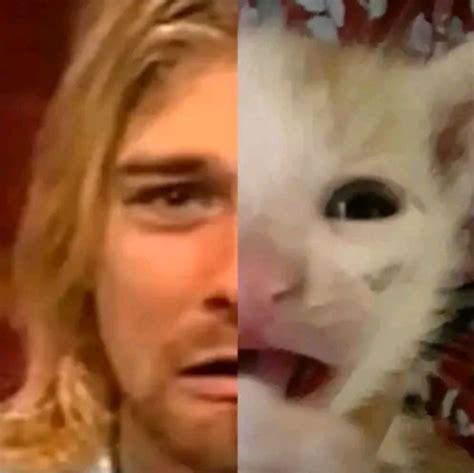 Kurt Suma Cat