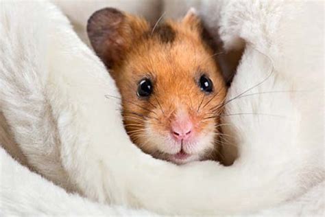 kutu hamster