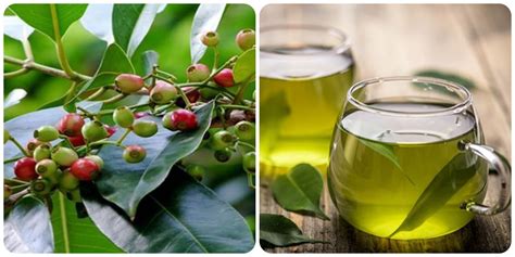 lá | Loi l tng ch b i phi