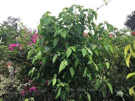 lá cách | L cch Mt loi rau n vi