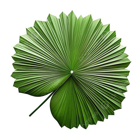 Mua Lá cọ các loại Giá Rẻ chất lượng Tốt 100% tại Coctre88.vn