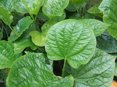 lá lốt | L lt Li ch sc khe v