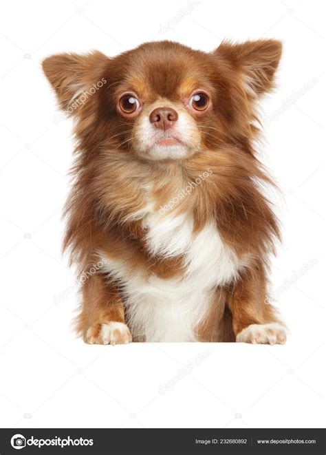 lämna  hunddjur  isolerad  ovan natten