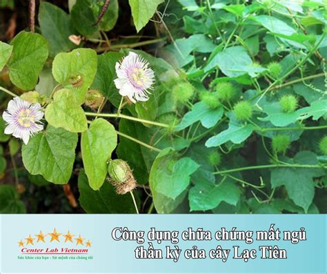 lạc | n lc c tc dng g i