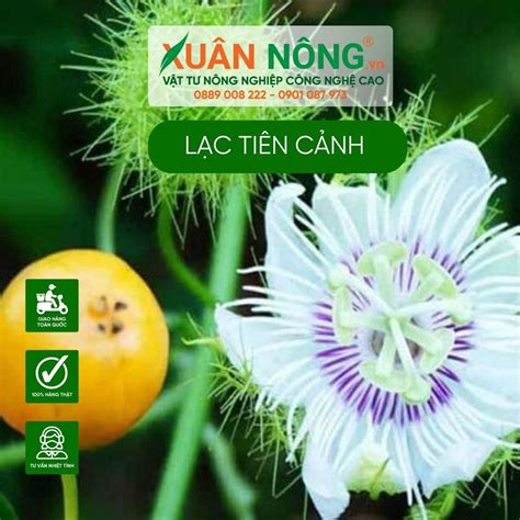 lạc tiên cảnh | Cy lc tin Gii p thc mc