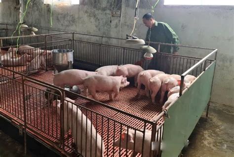 lợn | Tng hp thng tin v cc loi