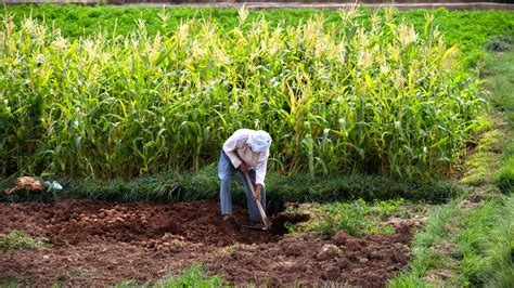 l agriculture