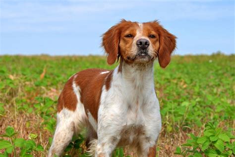 l epagneul breton