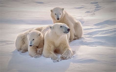 L Ours Blanc