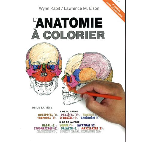 L X27 Anatomie À Colorier By Wynn Kapit Human Muscles Coloring Labeled - Human Muscles Coloring Labeled