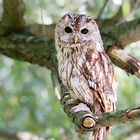 la chouette