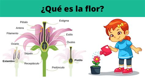 la flor es
