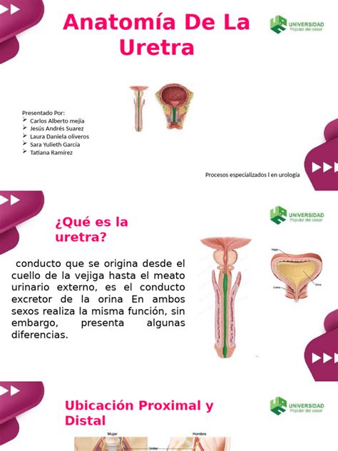 La Función De La Uretra