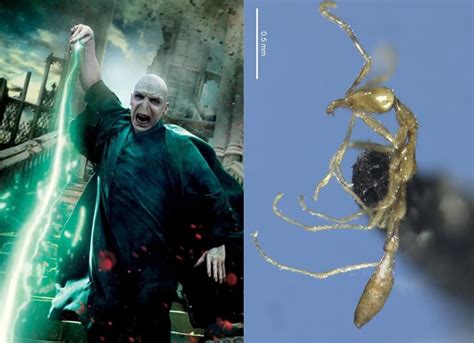 La Hormiga Voldemort