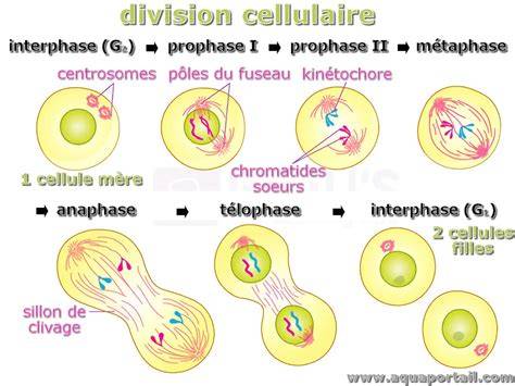 la ma c moire cellulaire toute une histoire aura