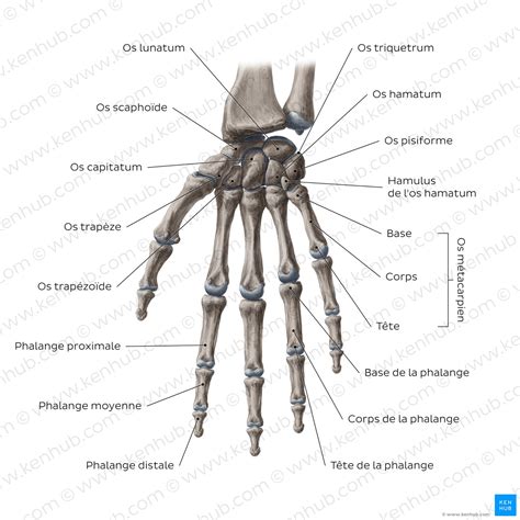 la main et la matia re jalons d une haptologie de