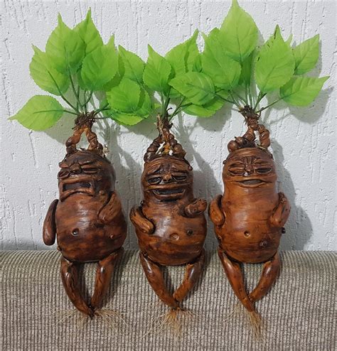 la mandragora