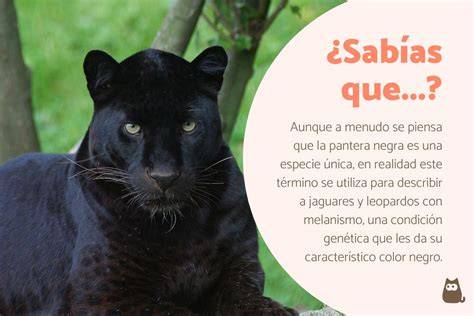 La Pantera Negra