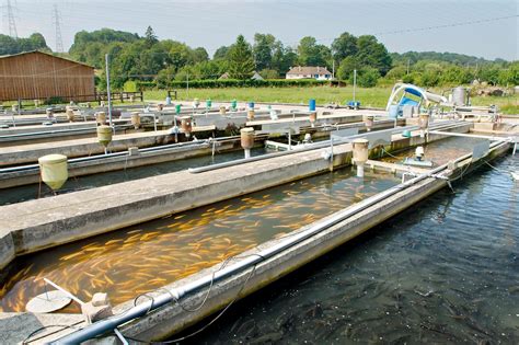 la pisciculture
