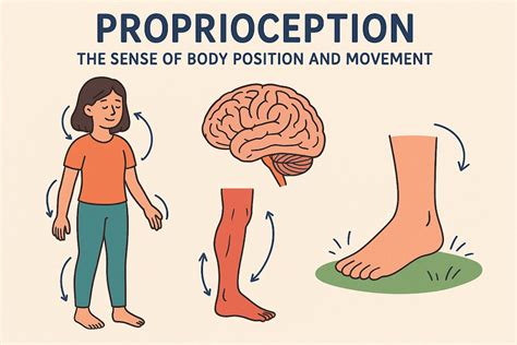 La Proprioception Le Da C Veloppement Des Qualita