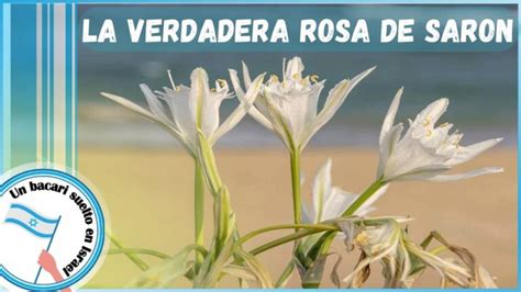 La Rosa De Saron