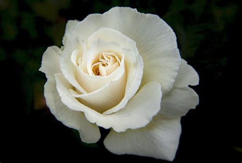 la rose blanche