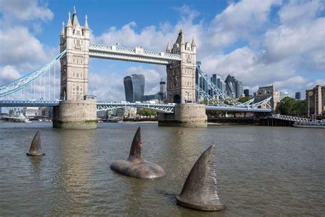 La Tamise Requin