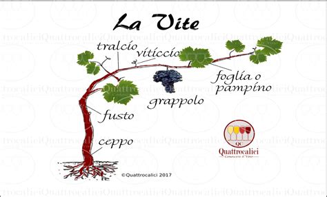 La Vite