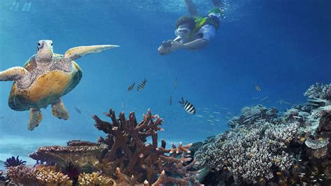 Read La Grande Barriera Corallina La Serie Nature Vol 2 