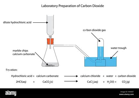 Lab 1 Living In A Carbon World Chnops Worksheet Answers - Chnops Worksheet Answers