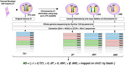 lab 21 a chromosome study