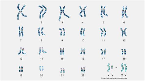 Lab 26 A Chromosome Study Answer Key
