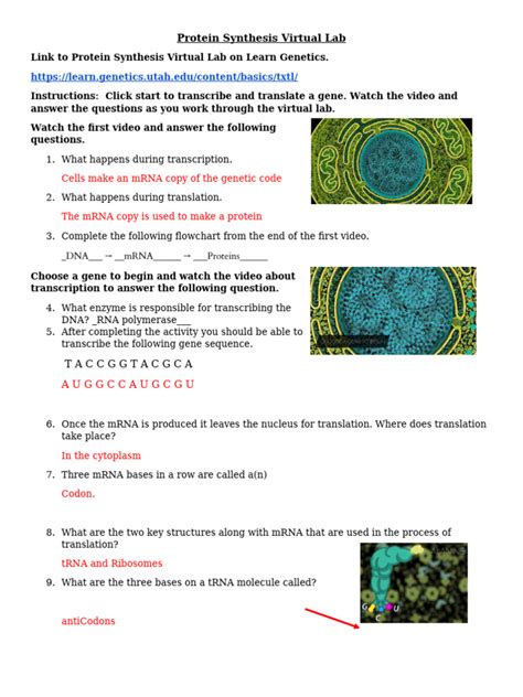 lab 37 protein synthesis