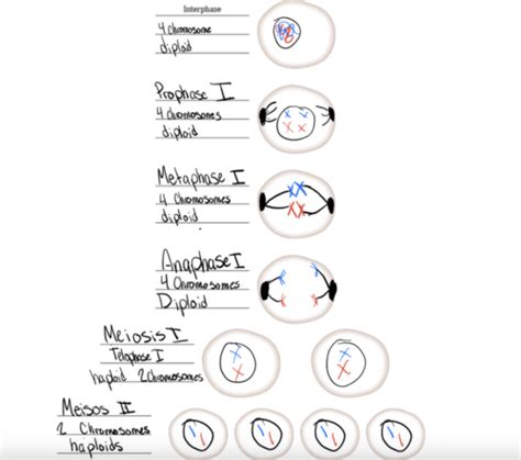 Lab 5 Cell Division Pre Lab Test