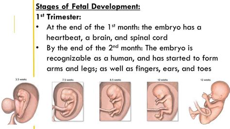Lab Development Of Human Fetus Answer Key