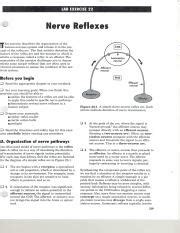 Lab Exercise 22 Nerve Reflexes Answer Key