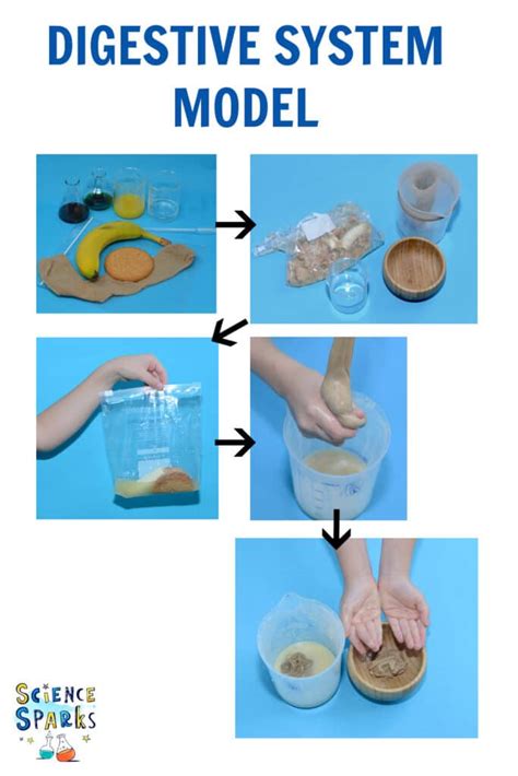 Lab Experiments For Digestive System Scdp