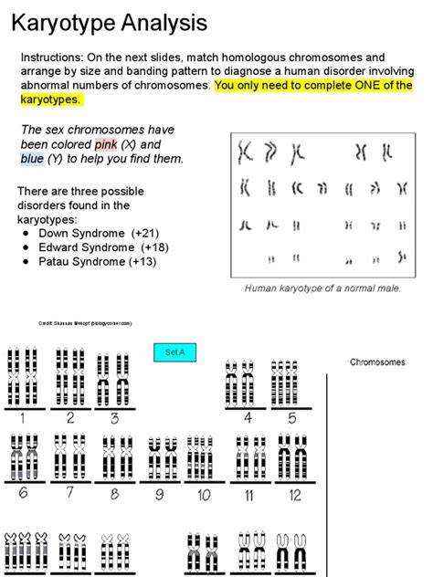 lab karyotype analysis answers