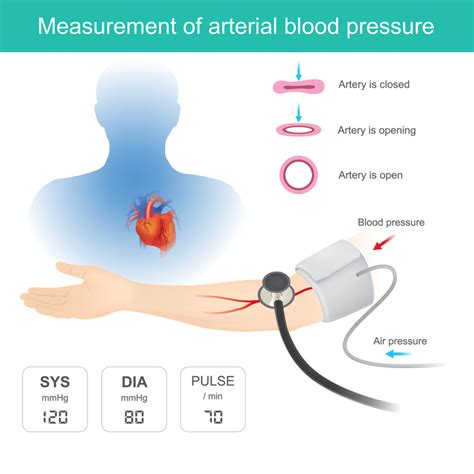 Lab Measuring Heart Rate Blood Pressure And Pulse Blood Pressure Worksheet Answers - Blood Pressure Worksheet Answers
