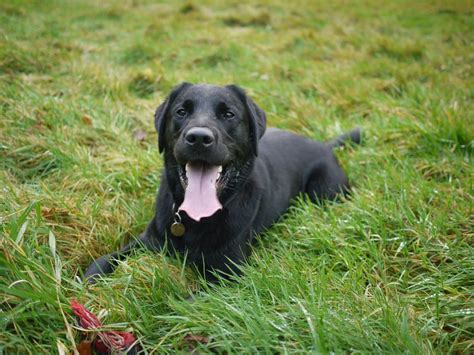 Lab Mix Breeds