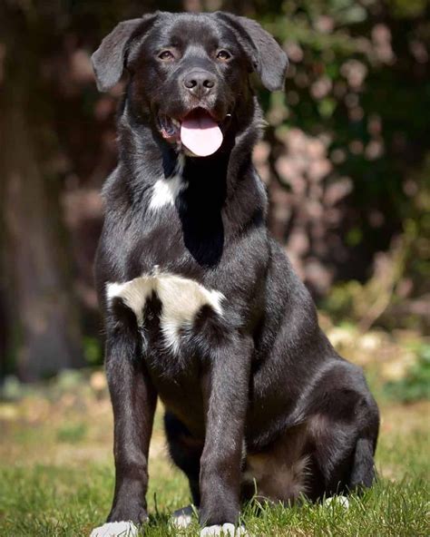 lab mix with australian shepherd