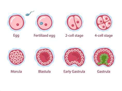 lab stages of the human menstrual cycle