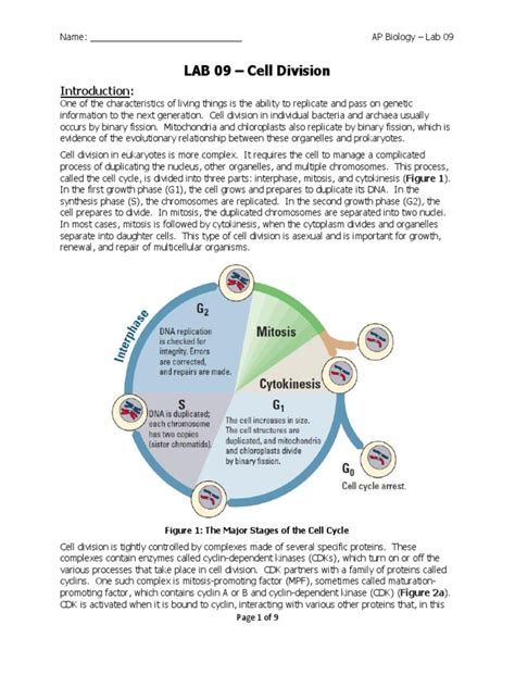 Full Download Lab 09 Cell Division 