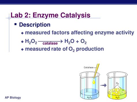 Read Online Lab 2 Enzyme Catalysis Answers 