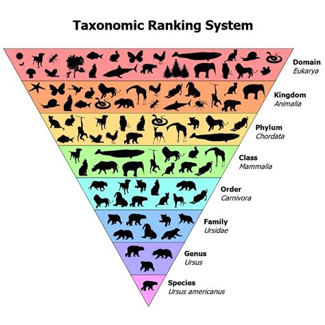 Full Download Lab 6 On Taxonomy And The Animal Kingdom Pre 