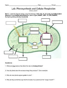 Read Lab 7 Photosynthesis Cellular Respiration Lab 