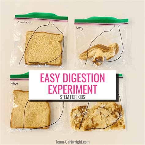 Read Lab Experiments For Digestive System Scdp 